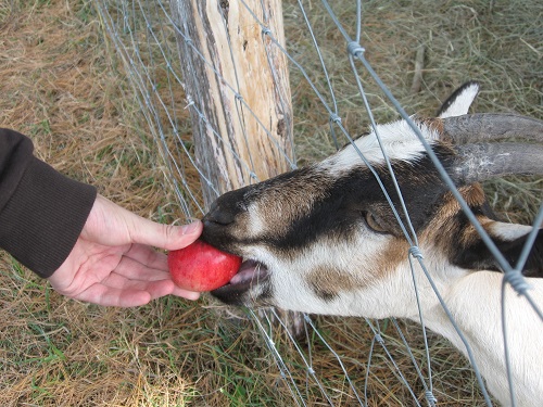 Goat-eating-apple