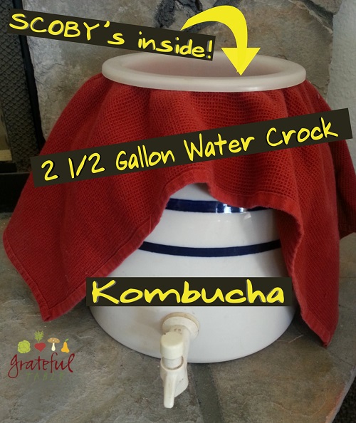 2 1/2 gallon crock for continuous brew Kombucha