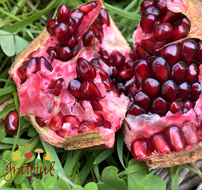 Pomegranates- Healthy Winter Fruit