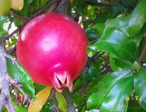 Slow Food: Pomegranates!