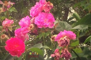 Wild Rose Petals- Dry 'em for Tea