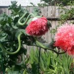 Poppies, Frilly Pink, Starting from Seed