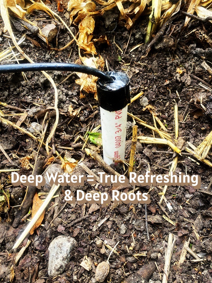 Deep Roots, Less Suckers
