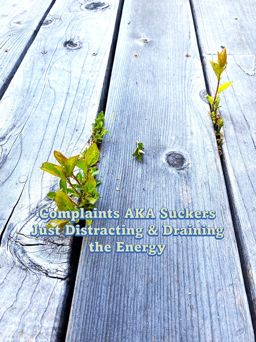Shallow Roots Promote Life-sucking Suckers!